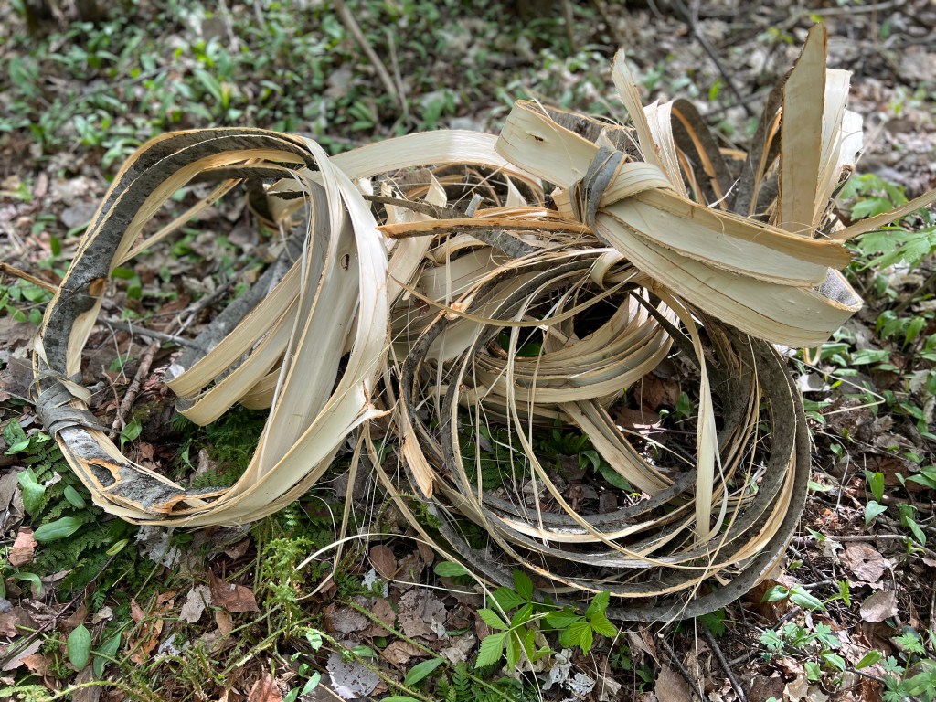 WIIGOB Basswood Project